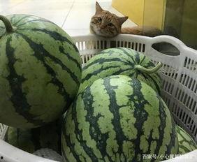 暴雪时分众人吃瓜