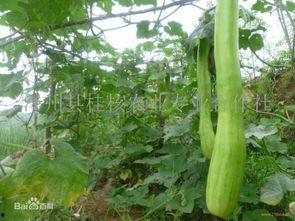 大黄砍瓜怎么吃,解锁美味新体验