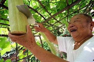 大黄砍瓜怎么吃,解锁美味新体验