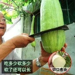 大黄砍瓜怎么吃,解锁美味新体验