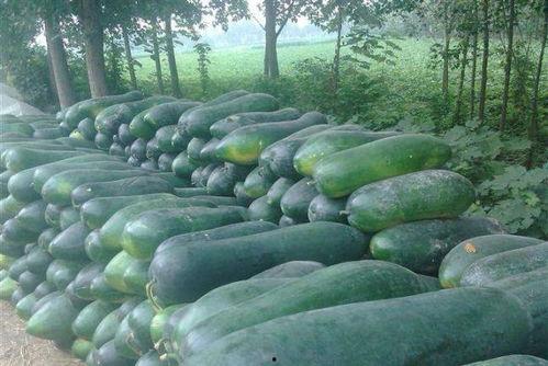 东瓜娱乐吃瓜,揭秘娱乐圈那些吃瓜背后的故事