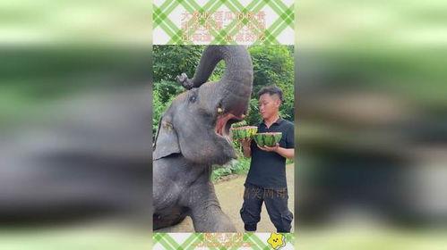 吃瓜象,网络热词背后的文化现象