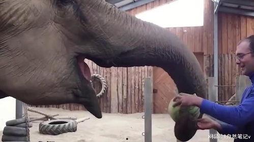 吃瓜象,网络热词背后的文化现象