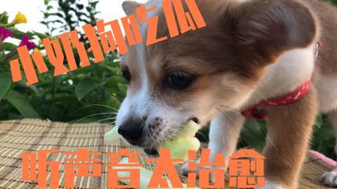 主人和狗吃瓜,主人与爱犬的欢乐时光