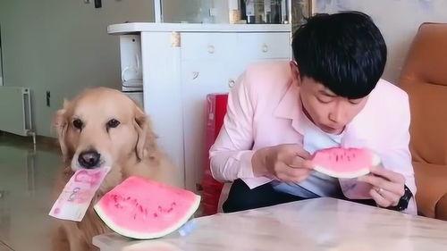 主人和狗吃瓜,主人与爱犬的欢乐时光