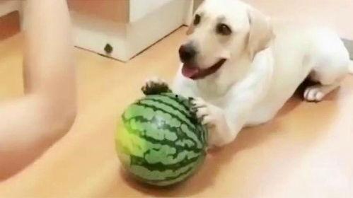 主人和狗吃瓜,主人与爱犬的欢乐时光