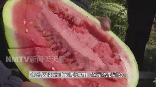 固阳吃瓜,夏日吃瓜盛宴