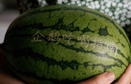 吃瓜四百万粉丝