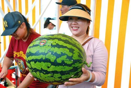 吃瓜 旅游,探寻美食与美景的完美邂逅