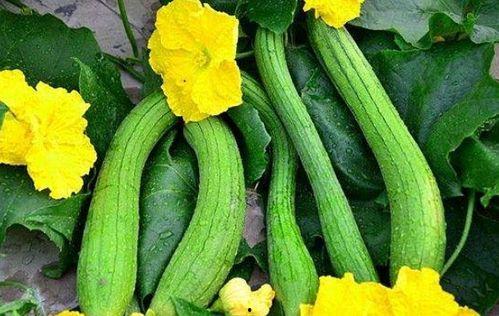 吃瓜米多瓜品种,吃瓜米多瓜品种，带你领略独特风味