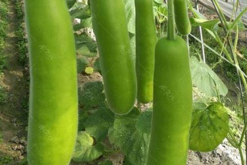 瓠瓜吃死人,警惕误食带来的生命威胁