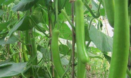 瓠瓜吃死人,警惕误食带来的生命威胁