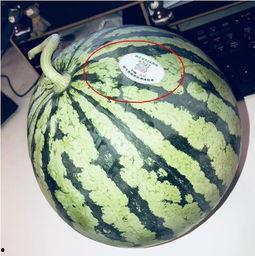 头茬瓜有水晶瓜吗怎么吃,头茬瓜中的珍品，美味吃法大揭秘