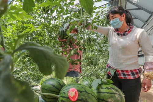 头茬瓜有水晶瓜吗怎么吃,头茬瓜中的珍品，美味吃法大揭秘