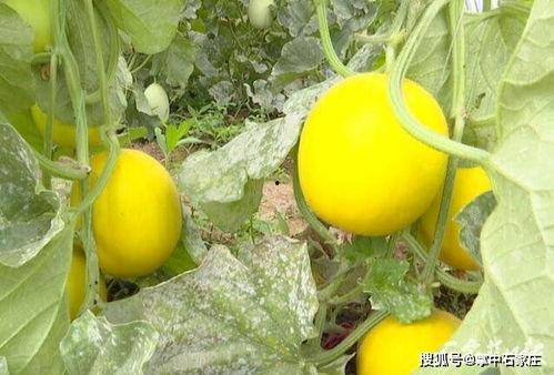 秋季吃瓜大会,秋季吃瓜大会盛况一览