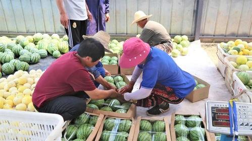 秋季吃瓜大会,秋季吃瓜大会盛况一览