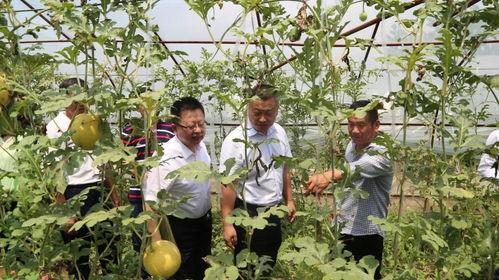 秋季吃瓜大会,秋季吃瓜大会盛况一览