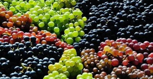 吃瓜不吐葡萄皮路人,探寻人生百态的智慧之路