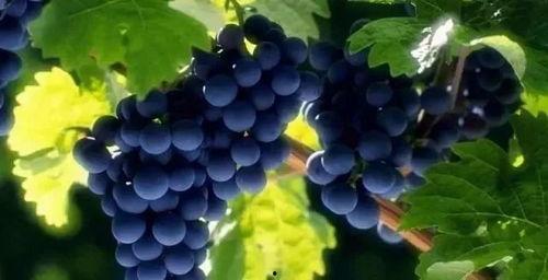 吃瓜不吐葡萄皮路人,探寻人生百态的智慧之路