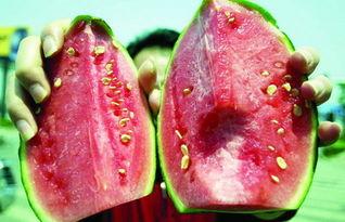 红瓜子瓜的瓜可以吃吗,揭秘可食用瓜果的奥秘