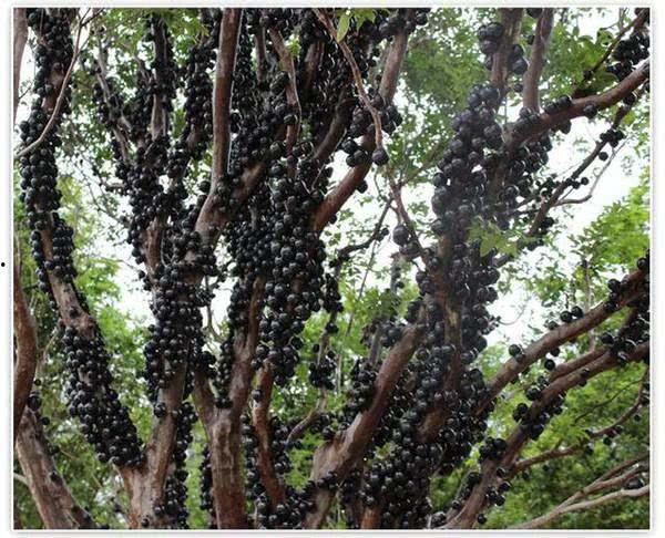 在树干上吃瓜,自然奇观中的生态趣谈