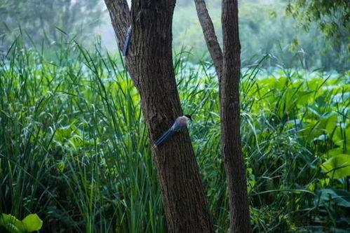 在树干上吃瓜,自然奇观中的生态趣谈