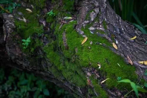 在树干上吃瓜,自然奇观中的生态趣谈