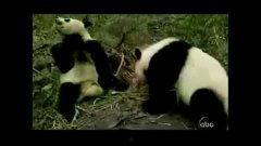 吃瓜熊猫人动漫,吃瓜熊猫人的奇幻冒险之旅