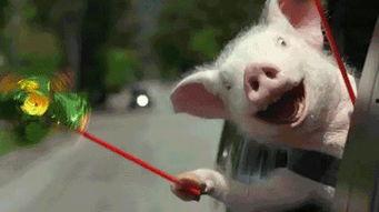 吃瓜小逗比,揭秘娱乐圈那些逗比趣事