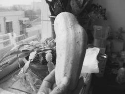 早孕可以吃茭瓜