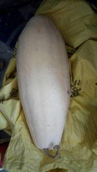 开刀可以吃白瓜,白瓜助力康复之旅