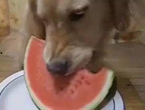 吃瓜汪视频大全