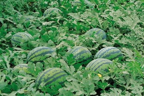 仙某某工会吃瓜,吃瓜群众揭秘神秘事件