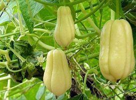 扇贝和佛手瓜能一起吃吗,健康搭配，美味共享