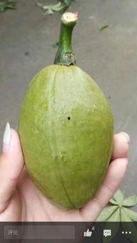 吃瓜歌什么瓜不能吃啊,吃瓜歌中那些禁忌的“瓜”