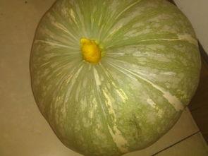 吃瓜歌什么瓜不能吃啊,吃瓜歌中那些禁忌的“瓜”