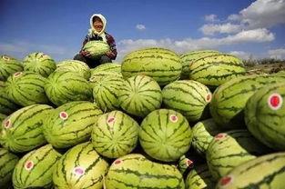 吃瓜的一员,一场全民参与的娱乐盛宴