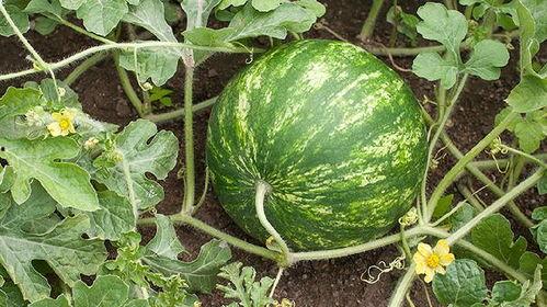 吃瓜吗吃谁的瓜,吃瓜群众聚焦谁家的瓜