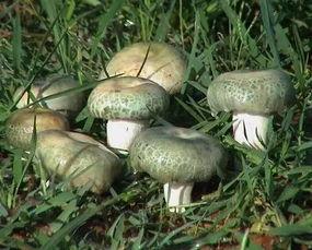 理性吃瓜菌,揭秘网络舆论背后的真相与理性思考