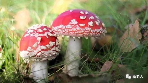 理性吃瓜菌,揭秘网络舆论背后的真相与理性思考