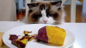 猫可以吃薯瓜吗,薯瓜在猫饮食中的适宜性解析