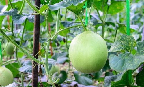 买瓜吃瓜后嗓子疼,买瓜吃瓜，嗓子疼的烦恼如何解决？