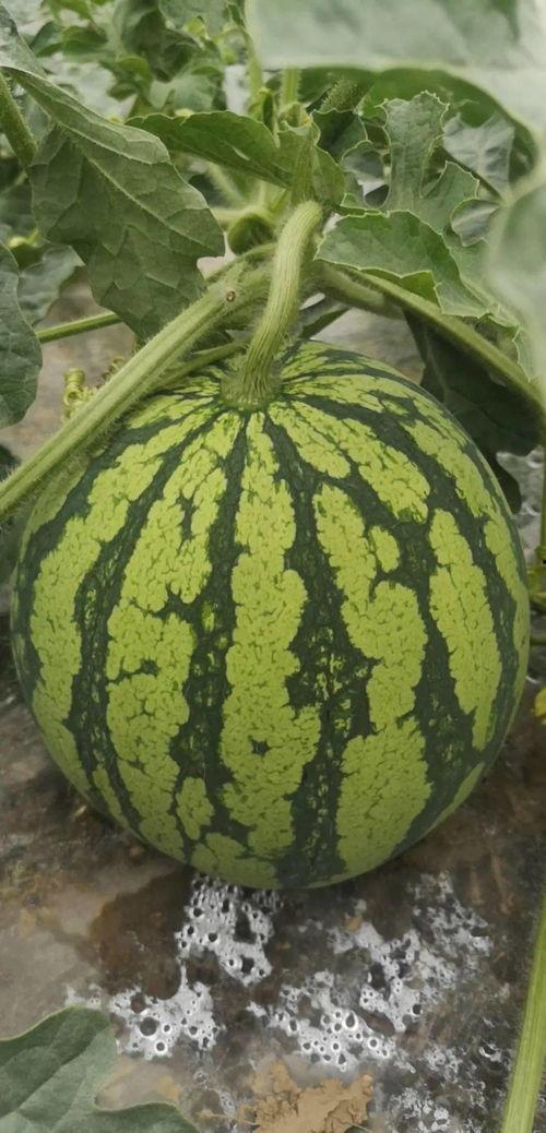 舟山吃瓜事件,一场网络热议背后的真相与反思