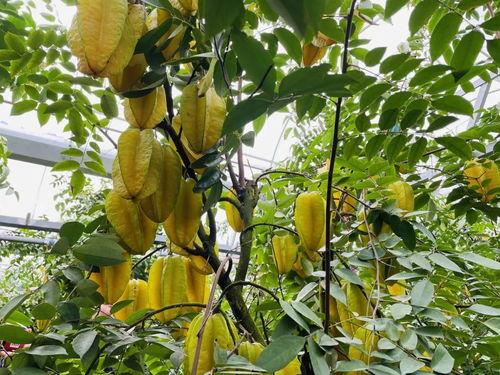 舟山吃瓜事件,一场网络热议背后的真相与反思