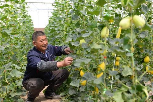 舟山吃瓜事件,一场网络热议背后的真相与反思