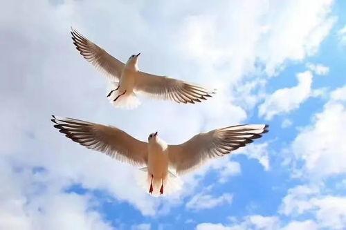 自由飞翔吃瓜图片,吃瓜群众眼中的欢乐时光