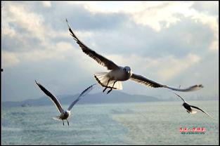 自由飞翔吃瓜图片,吃瓜群众眼中的欢乐时光