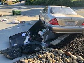 车祸撞车吃瓜狗,撞车瞬间，吃瓜狗成意外焦点