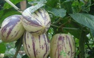 婴儿可以吃茄瓜,茄瓜的营养与食用指南