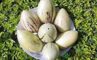 婴儿可以吃茄瓜,茄瓜的营养与食用指南